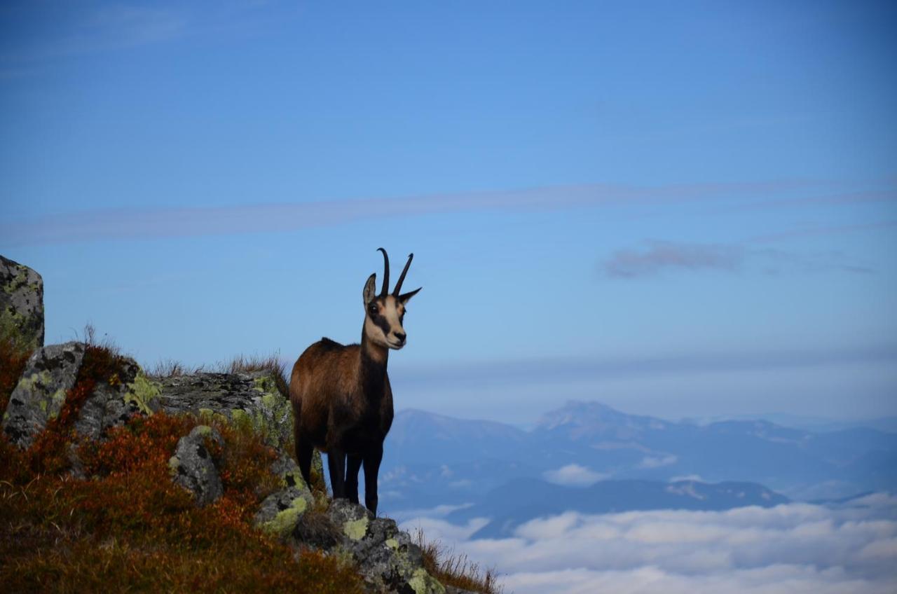 Agami T Villa Pavčina Lehota Dış mekan fotoğraf